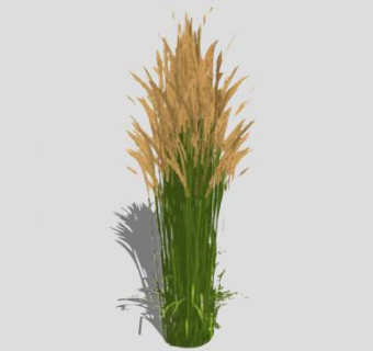 2D禾本植物SU模型下载_sketchup草图大师SKP模型
