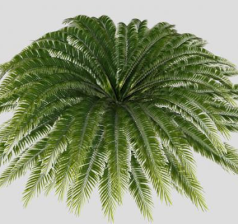常绿植物棕榈树叶SU模型下载_sketchup草图大师SKP模型