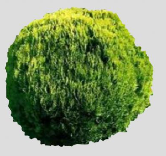 2D绿叶灌木植物SU模型下载_sketchup草图大师SKP模型