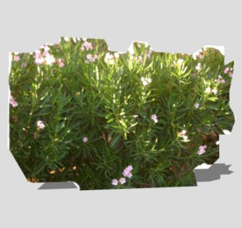 2D开花灌木SU模型下载_sketchup草图大师SKP模型