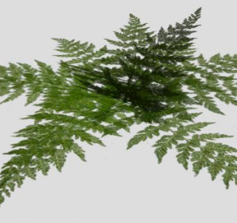 绿色蕨类植物SU模型下载_sketchup草图大师SKP模型