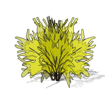 连翘属植物SU模型下载_sketchup草图大师SKP模型