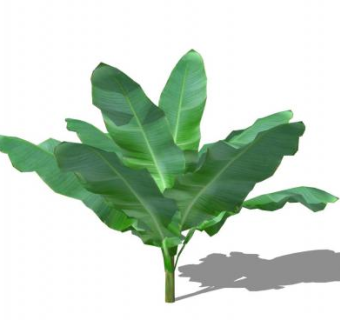 香蕉树草本植物SU模型下载_sketchup草图大师SKP模型