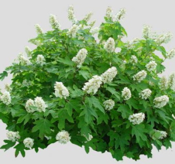 白色绣球花属植物SU模型下载_sketchup草图大师SKP模型