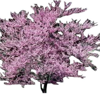 豆科紫荆属植物SU模型下载_sketchup草图大师SKP模型