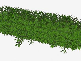 六棵灌木植物SU模型下载_sketchup草图大师SKP模型