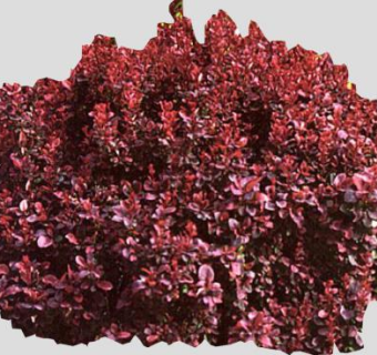 小檗属植物灌木SU模型下载_sketchup草图大师SKP模型