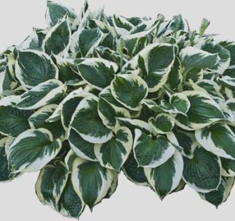 玉簪属观赏植物SU模型下载_sketchup草图大师SKP模型