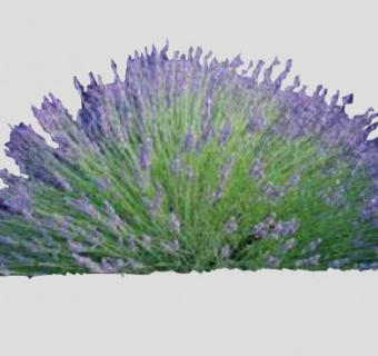 薰衣草花灌木植物SU模型下载_sketchup草图大师SKP模型