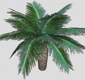 苏铁树观赏植物SU模型下载_sketchup草图大师SKP模型