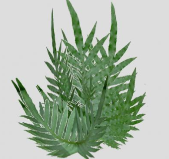 掌状叶植物SU模型下载_sketchup草图大师SKP模型