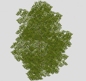 景观木本植物SU模型下载_sketchup草图大师SKP模型