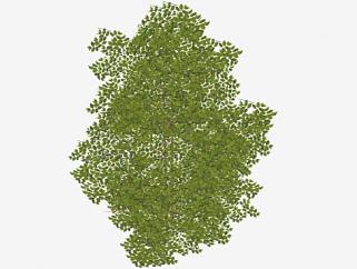 景观木本植物SU模型下载_sketchup草图大师SKP模型