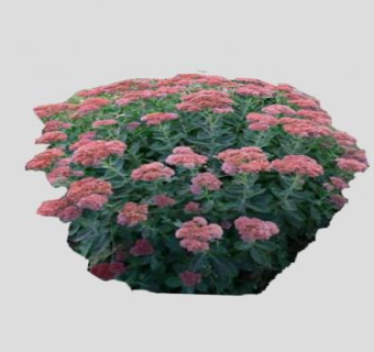 景天属开花灌木植物SU模型下载_sketchup草图大师SKP模型