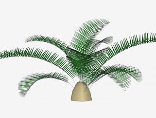 棕榈叶常绿植物SU模型下载_sketchup草图大师SKP模型