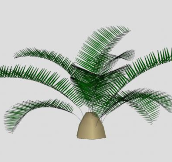 棕榈叶常绿植物SU模型下载_sketchup草图大师SKP模型