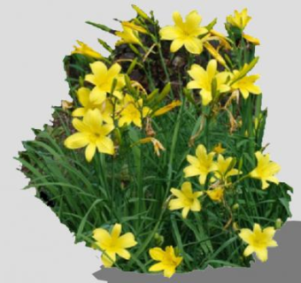 野山黄花植物SU模型下载_sketchup草图大师SKP模型