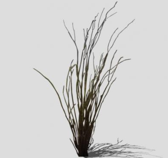 观枝干植物SU模型下载_sketchup草图大师SKP模型