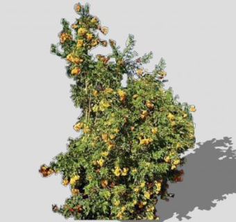 橙色花高灌木SU模型下载_sketchup草图大师SKP模型