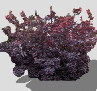 紫色观叶木本灌木SU模型下载_sketchup草图大师SKP模型