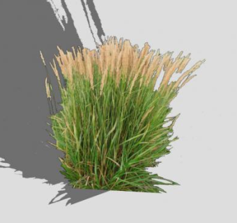 简易禾本植物SU模型下载_sketchup草图大师SKP模型