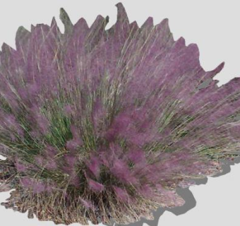 海湾多年生草本植物SU模型下载_sketchup草图大师SKP模型