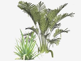 棕榈和灌木植物SU模型下载_sketchup草图大师SKP模型