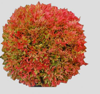 南天竹属常绿灌木SU模型下载_sketchup草图大师SKP模型