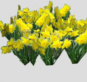 黄色的喇叭水仙SU模型下载_sketchup草图大师SKP模型