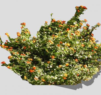 马缨丹属灌木植物SU模型下载_sketchup草图大师SKP模型