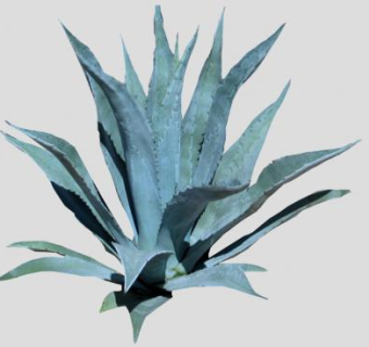 石蒜科植物龙舌兰植物SU模型下载_sketchup草图大师SKP模型