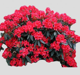 红色杜鹃花灌木植物SU模型下载_sketchup草图大师SKP模型