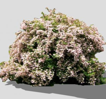 开花木本灌木植物SU模型下载_sketchup草图大师SKP模型
