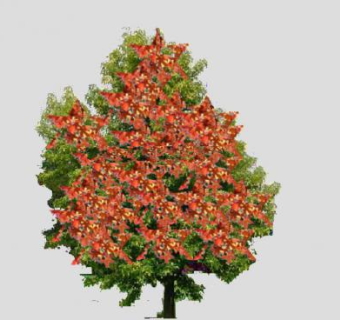 胶皮糖香树植物SU模型下载_sketchup草图大师SKP模型