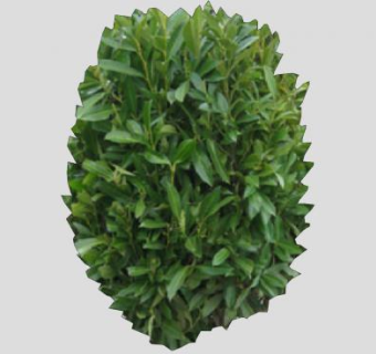 2D平面灌木植物SU模型下载_sketchup草图大师SKP模型