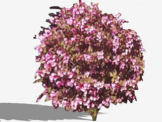 2D美丽的灌木植物SU模型下载_sketchup草图大师SKP模型