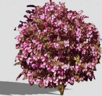 2D美丽的灌木植物SU模型下载_sketchup草图大师SKP模型