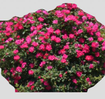 玫红色玫瑰灌木植物SU模型下载_sketchup草图大师SKP模型