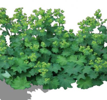 羽衣草植物SU模型下载_sketchup草图大师SKP模型