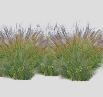 芒草植物丛SU模型下载_sketchup草图大师SKP模型