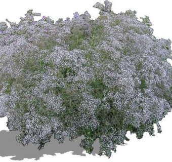 满天星植物SU模型下载_sketchup草图大师SKP模型