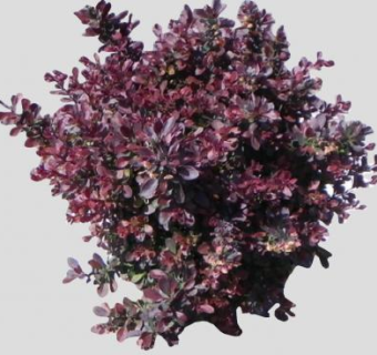 伏牛花具刺灌木SU模型下载_sketchup草图大师SKP模型