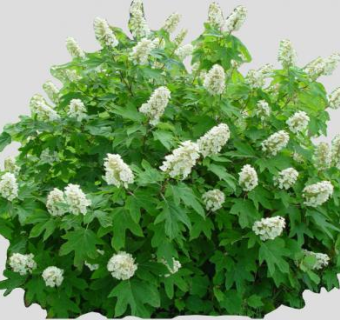 橡树叶绣球花植物SU模型下载_sketchup草图大师SKP模型