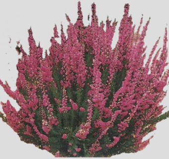 帚石楠观赏植物SU模型下载_sketchup草图大师SKP模型