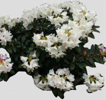 白色杜鹃灌木植物SU模型下载_sketchup草图大师SKP模型