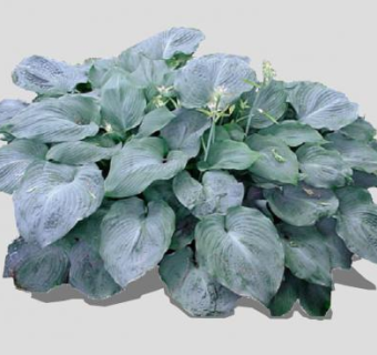 蓝色玉簪属草本植物SU模型下载_sketchup草图大师SKP模型