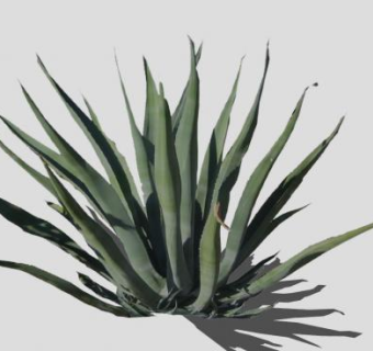 2D龙舌兰植物SU模型下载_sketchup草图大师SKP模型