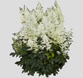 落新妇属植物SU模型下载_sketchup草图大师SKP模型