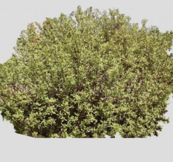 山茱萸落叶灌木SU模型下载_sketchup草图大师SKP模型