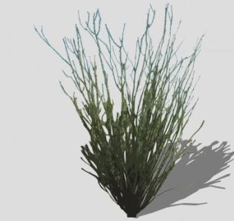 墨西哥刺木植物SU模型下载_sketchup草图大师SKP模型